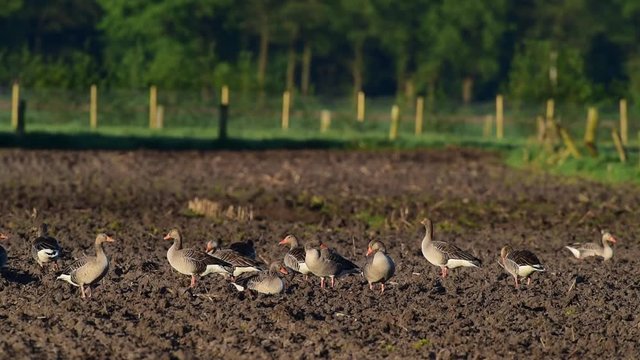 Gruppe Graug&auml;nse auf Feld