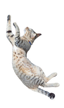 Funny cat jumping isolated on white background.