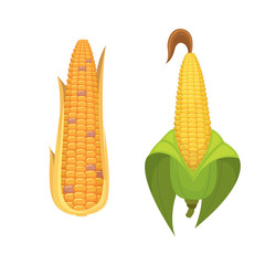 Organic Corn Isolated on White Background. Agriculture farm vegetable for popcorn vector. Corncob with leafs vegeterian food illustration
