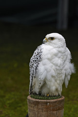Falcon