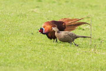 Common Pheasant, Pheasant, Birds