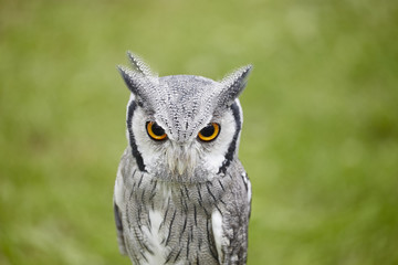 White faced Scops owl