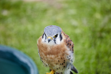 American Kestrel