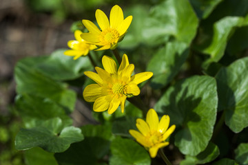 Blossoming buttercup spring