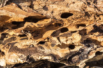 Large wooden snag Bark beetle