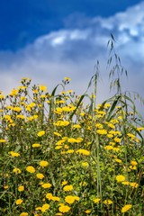 Yellow flowers in low angle view