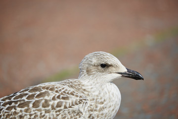 Herring Gull