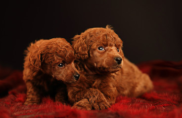 poodle dog puppy