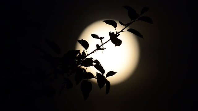 Apfelbaum Zweig vor Vollmond