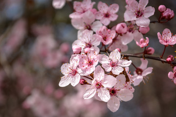Cherry flowers