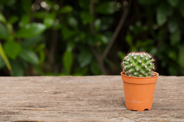 Cactus desert on wood, natural background.