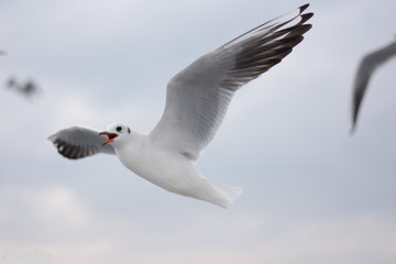 Seagull