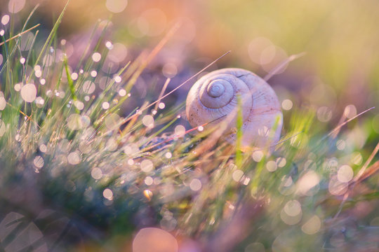Snail in morning dew