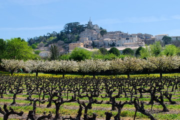 Fototapeta na wymiar Bonnieux. Vllage en Provence. France. Luberon. Vignoble et cerisiers en fleurs au printemps.