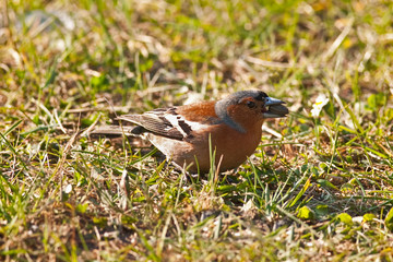 chaffinch with seed in its beak on a background of grass