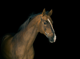 Fototapeta na wymiar Portrait of red horse with white line on face on black background