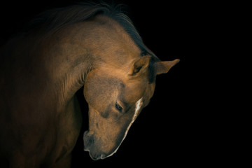 Portrait of red horse with white line on face on black background
