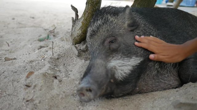 Wild Boar Lies and Yawns While Girl Stroking Him. Closeup HD.