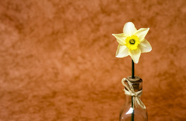 Beautiful Easter daffodil flower in Spring
