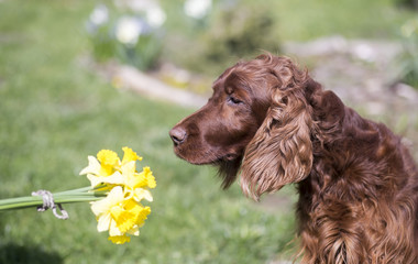 Beautiful Irish Setter dog smelling spring flowers