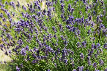 Naklejka premium Colorful lavender field in Hungary, Tihany