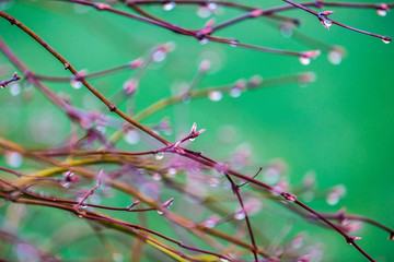 tree branches full of dew