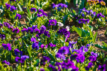 Naklejka premium spring flowers in the grass in the park