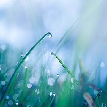 Dewy grass closeup
