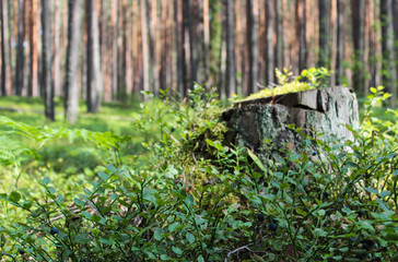 Blueberry glade in a sunny forest