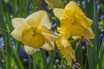 jonquilles dans un jardin public 