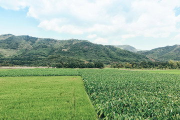 Fototapeta na wymiar Rice and Lotus field in Asia. Green field, mountain and blue sky in Vietnam