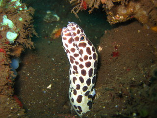 Schwarztupfenmuräne