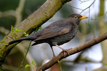 The common blackbird is a species of true thrush. It is also called Eurasian blackbird, or simply blackbird where this does not lead to confusion with a similar-looking local species. 