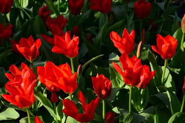 Spring flowers bright red blossoming tulips
