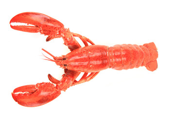orange lobster isolated