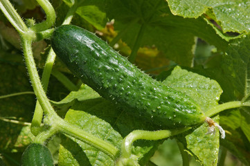 ripe cucumber in garden