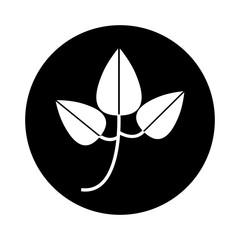 leafs plant isolated icon vector illustration design