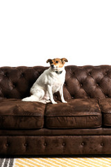 Perro encima de un sofa chester