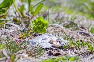 Green beautiful flower and seashells