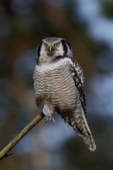 Northern hawk-owl (Surnia ulula)