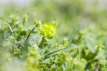 Green budding plant in grass