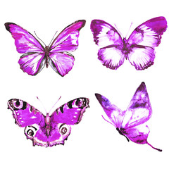 Obraz na płótnie Canvas beautiful violet butterfly, isolated on a white,watercolor