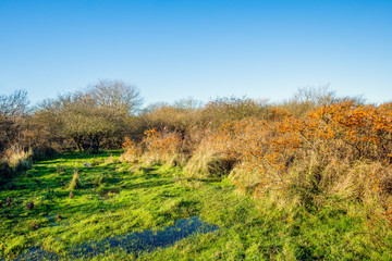 Wet dune area with orange berries on leafless sea buckthorn bushes