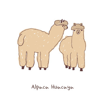 Two alpacas hand drawn doodle vector illustration