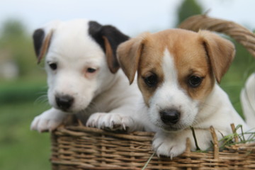 dogs, dogs play, beautiful dogs., hunting dogs, puppies jack russell terrier., funny puppies,...