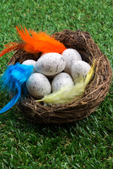 Huevos en nido