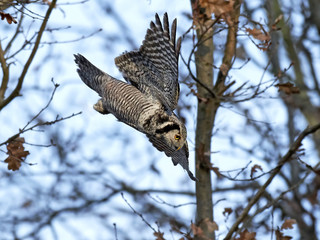 Northern hawk-owl (Surnia ulula)