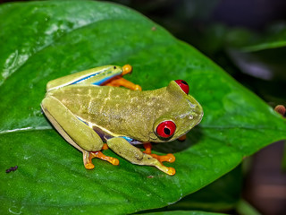 red eyed tree frog (Agalychnis callydrias) on green leaves background