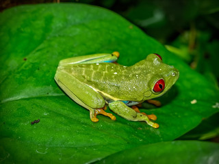 red eyed tree frog (Agalychnis callydrias) on green leaves background