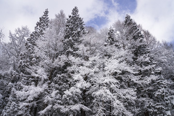 雪化粧した木々